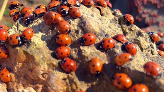 Many ladybugs on the Azov sea in russia. A lot of insects bask on the stone near the sea. Invasion of ladybirds.