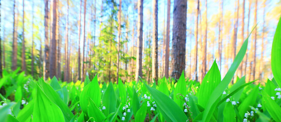 Fototapeta na wymiar lilies of the valley landscape in the forest background, view of the forest green season