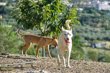 White Andalusian Hound running through the field, hunting dog for rabbits, hares, partridges and...