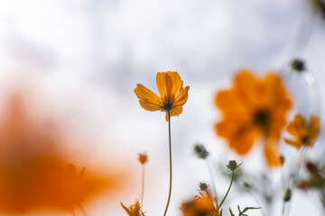 Obraz na płótnie Canvas Close-up of orange Cosmos flower