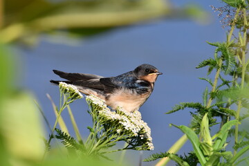Barn swallow sits perched on carrot week along the edge of a river