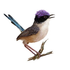 The purple-crowned fairywren (Malurus coronatus), the beautiful bird on the branch, hand drawn isolated on a white background