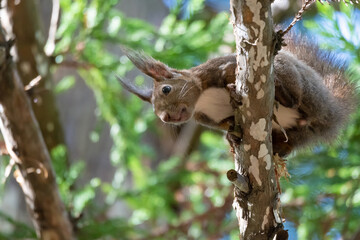 木の上のエゾリス