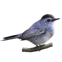 Funny little tit bird watercolor illustration. Hand drawn realistic The gray catbird (Dumetella carolinensis), beautiful bird on the branch. Garden, park, forest tiny avian sits on the branch on white