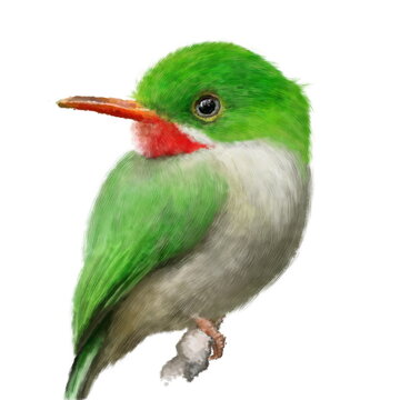 The Jamaican tody (Todus todus), beautiful green bird on the branch, hand drawn isolated on a white background. Bright background, wildlife. Animal for diy project, printing on fabric, stickers, print