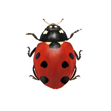 Realistic beautiful beetle ladybug top view isolated on white background.