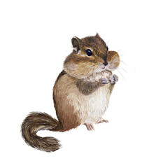 Illustration of small brown chipmunk, isolated on white. Rodent with cheek pouches and light and dark stripes.