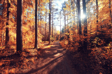 fall landscape background beautiful yellow forest autumn season nature fall