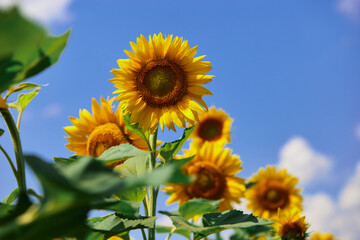 Close-up of Sunflower blooming natural background against blue sky
