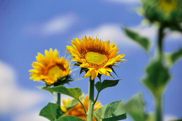 Close-up of Sunflower blooming natural background against blue sky