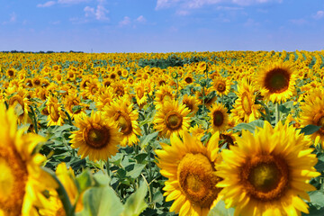 Obraz premium field of blooming sunflowers on a background of blue sky