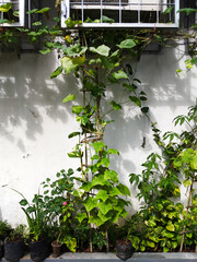 flowers and vines on the wall
