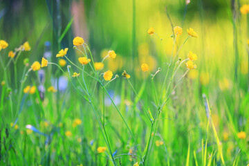 swimsuit wild yellow flowers, nature summer field with flowers abstract beautiful background nature toning