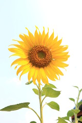 A single sunflower (disk flower, cut flower) against blue sky.