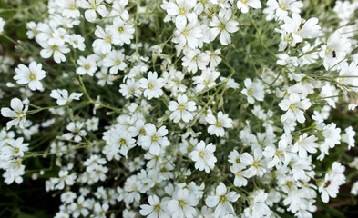 White flowers bloomed in the flowerbed in sunny summer day. Philadelphus coronarius, or sweet mock-orange. Background of white flowers. High quality photo