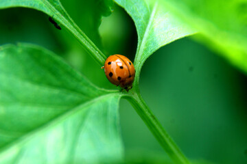 Fototapeta premium ladybug on leaf