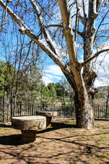 Obraz premium Stone tables next to a tree in a park