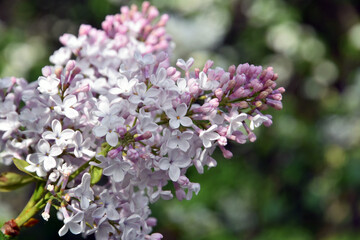 lilac flowers in the garden
