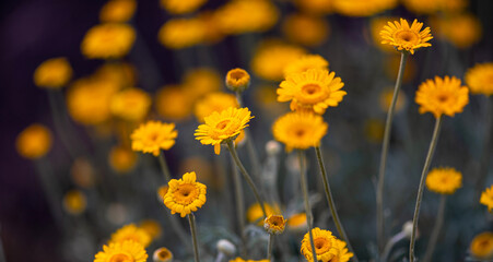 Many small yellow flowers on a dark background in a garden or park. Summer or autumn floral background. Soft focus. Summer flower meadow.
