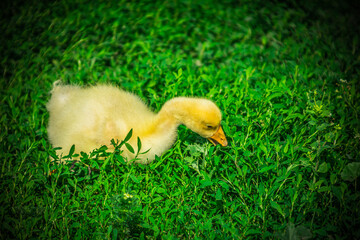a small yellow goose on the green juicy grass