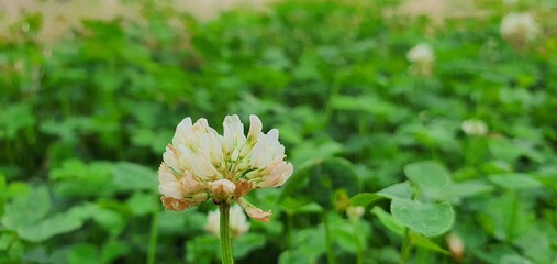 close up of a flower in the forest
