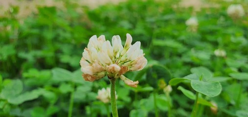 flower in the garden