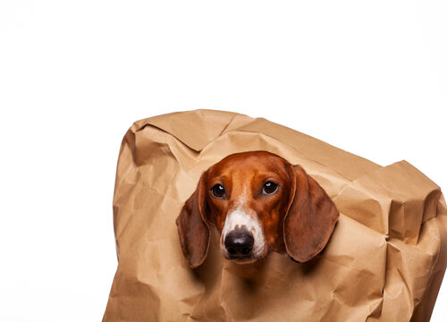 image of dog paper bag white background