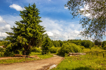 Baum am Wegrand im Wald mit Holzstapel vor blauem Himmel
