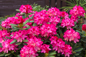 Fototapeta na wymiar Blooming pink rhododendron flowers in a garden
