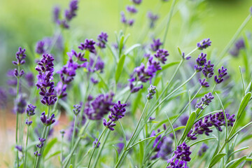 lavender flowers in the garden