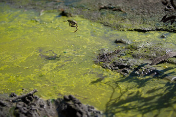 Green tree frog in the swamp.