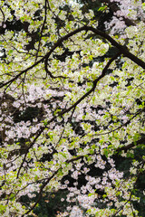 桜が黄色と桜色の花々と曲がった枝で不思議な模様を描いている