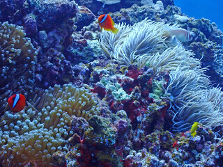 イソギンチャクとハマクマノミ・慶良間の海底／沖縄