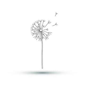 Vector illustration of blowball. Thin line dandelion flower icon isolated on white background. 