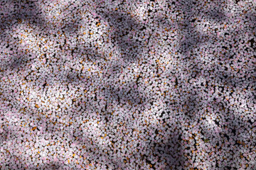 桜の花筏に埋め尽くされた水面に春の日差しが影絵を描く