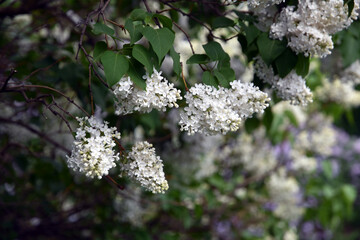 lilac flowers