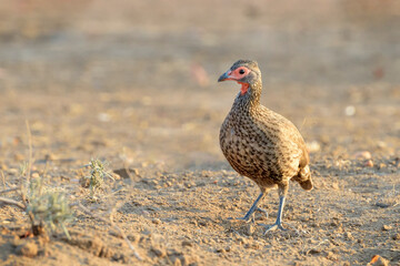 Red-necked Spurfowl (Pternistes afer), Kruger National Park, South Africa,