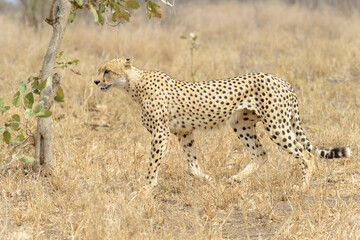 Cheetah (Acinonyx jubatus) walking on savannah, Kruger National Park, South Africa