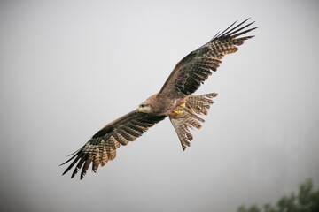 eagle in flight