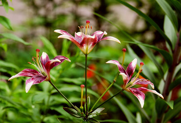 Fototapeta premium Lilies in the garden
