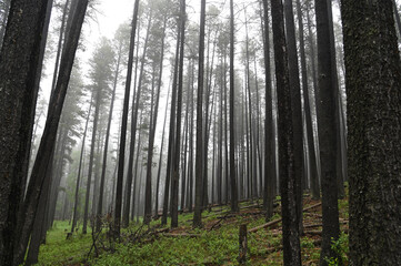 foggy morning in the lodgepole woods