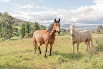 Shot of beautiful horses in Tasmania, Australia