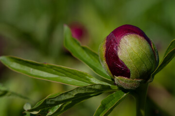 The peony bud begins to open (the variety is unknown)