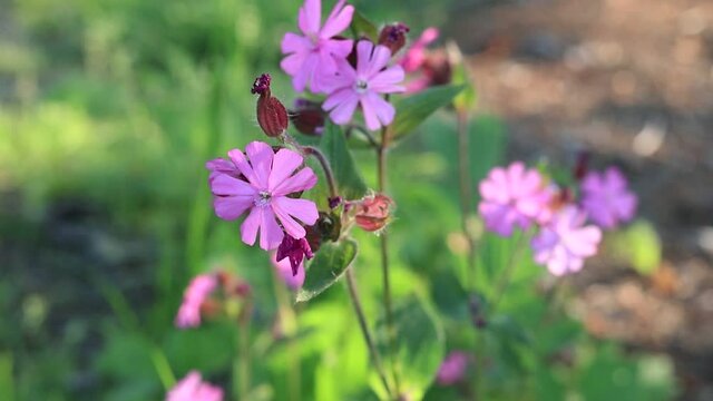 Purple garden flower in summer season