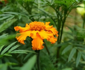 orange flower in the garden