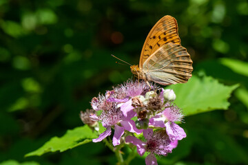 Cengaver » Argynnis paphia »
