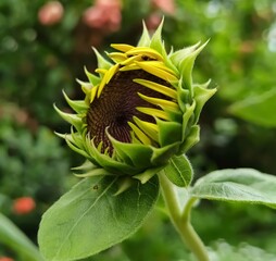 sunflower close up