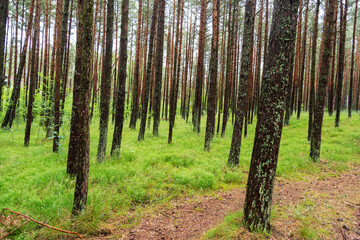 Fototapeta premium An image of a dancing forest on the Curonian Spit in the Kaliningrad region in Russia.