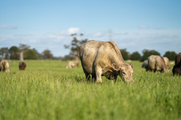Close up of grass fed cattle.