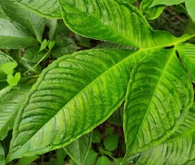 green leaves background